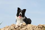 BORDER COLLIE 502